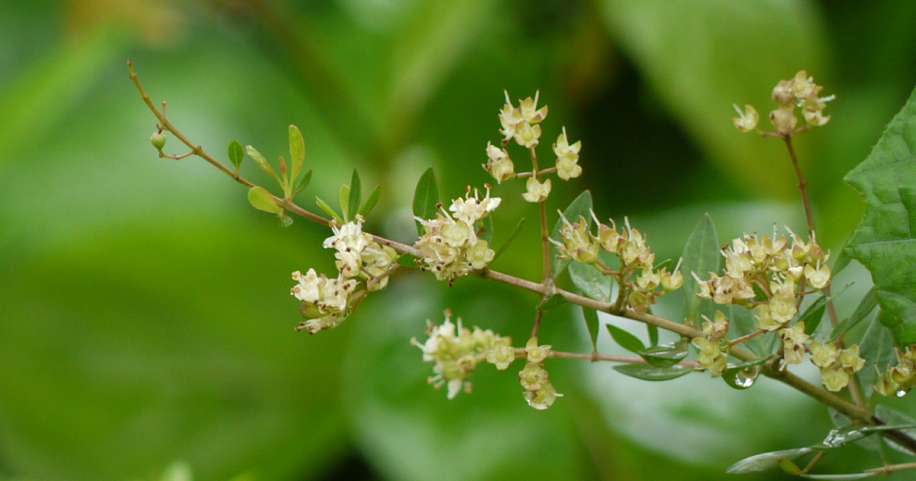 Листья лавсонии неколючей для получения натуральной хны